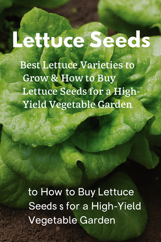 Green butterhead lettuce growing in the garden with crisp fresh leaves