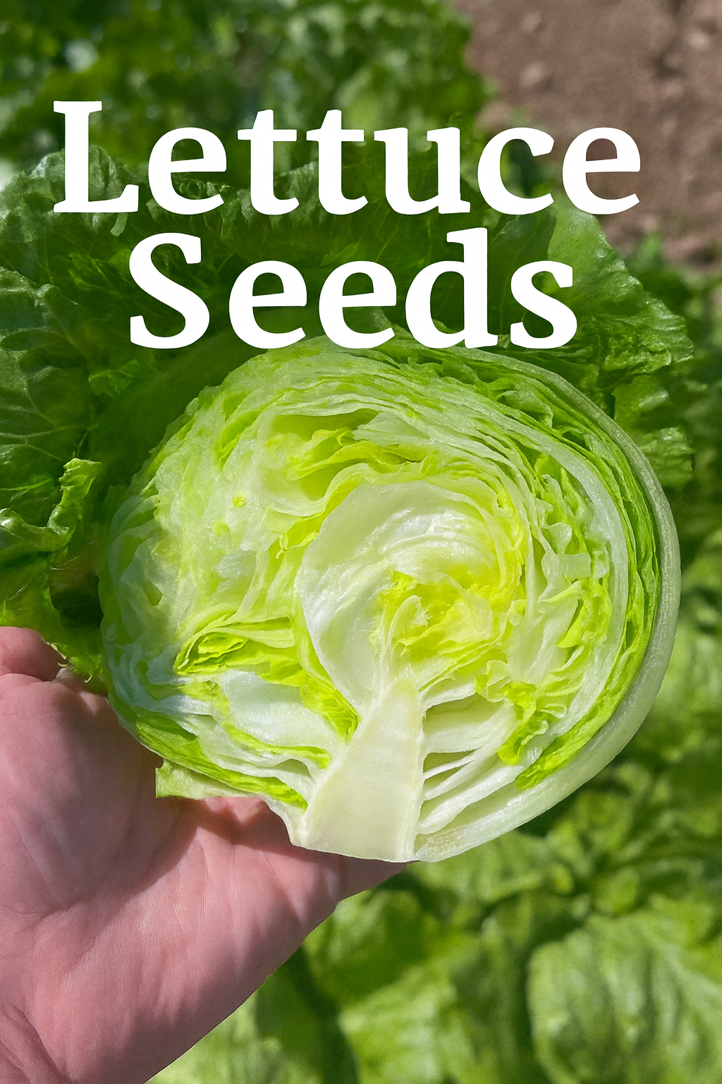 Cut crisp iceberg lettuce held in hand, showing fresh green layers from the garden.