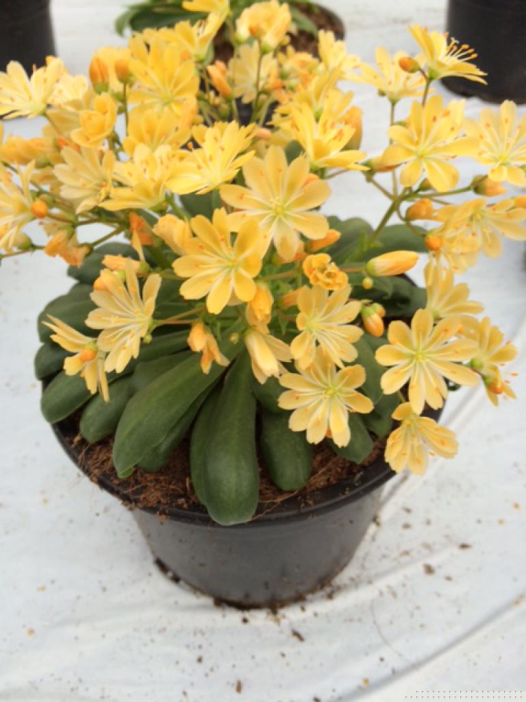 Lewisia Elise Golden Yellow flowers in full bloom with star-shaped, golden-yellow petals above rosettes of green succulent foliage, ideal for rock gardens and drought-tolerant landscapes.