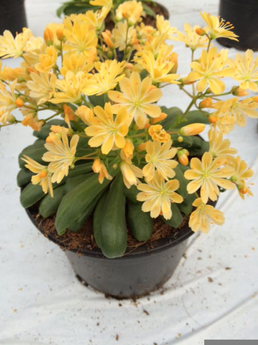Lewisia Elise Golden Yellow flowers in full bloom with star-shaped, golden-yellow petals above rosettes of green succulent foliage, ideal for rock gardens and drought-tolerant landscapes.
