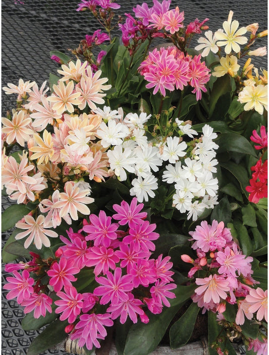 Lewisia Elise Mix flowers in full bloom featuring a variety of bright pink, coral, orange, yellow, and white star-shaped flowers above fleshy green succulent foliage, perfect for rock gardens and containers.