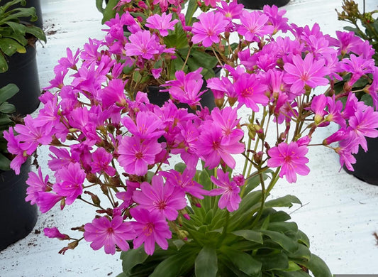 Lewisia Elise Ultra Violet flowers in bloom, showcasing vibrant violet-purple petals above rosettes of fleshy green succulent foliage, ideal for rock gardens and drought-tolerant landscapes.