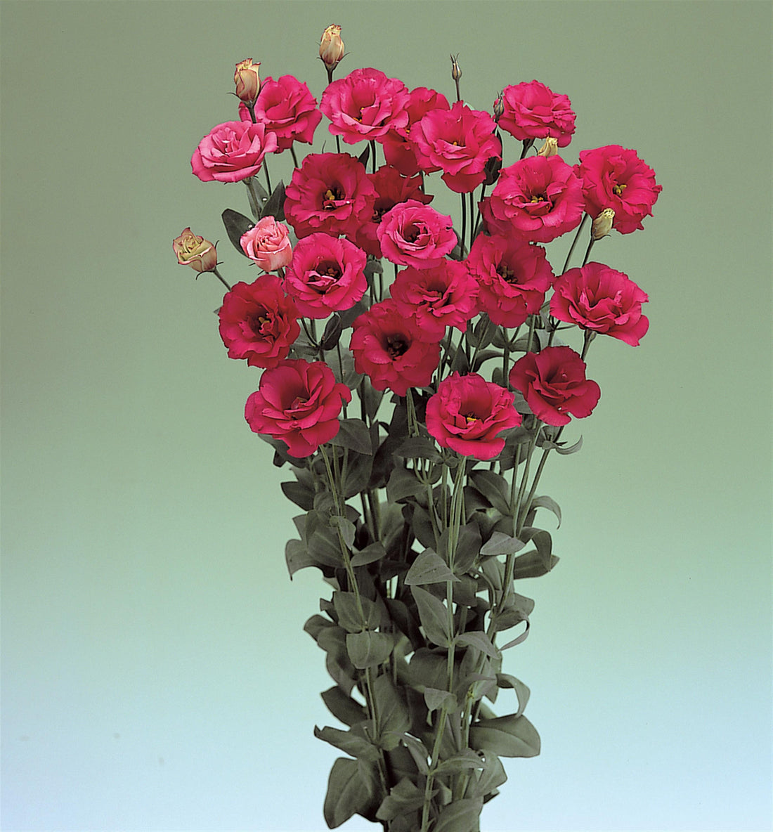“Lisianthus Arena Red – Deep red double blooms ideal for cut flower gardens and florist arrangements”