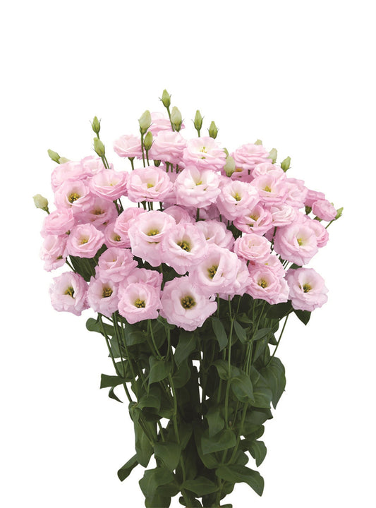 Lisianthus Arosa Light Pink – Delicate, pale pink double blooms with rose-like petals on sturdy, upright stems – ideal for cutting gardens