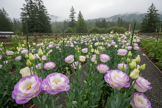 Lisianthus flowers in full bloom grown from seed in Zone 8 Western Washington