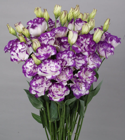 “Lisianthus Bolero Blue Picotee blooms in full ruffled form, showcasing white petals with vibrant blue-violet edges – ideal for cut flower gardens.”