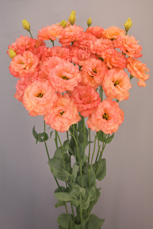 Lisianthus Celeb 2 Honey Pink blooming in clusters with warm blush and honey-toned double petals on tall green stems