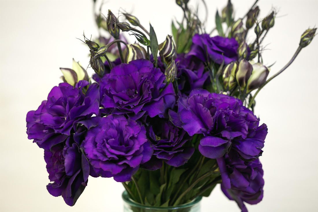 Lisianthus Echo Purple double flower in full bloom with deep violet petals, ideal for cut flower gardens