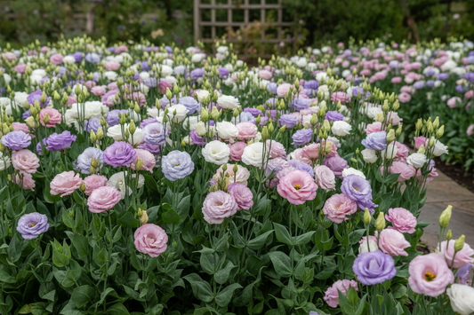 Healthy lisianthus flowers in lavender, white, pink, and blue blooming in a cut flower garden