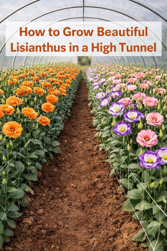 Lisianthus cut flowers growing in a high tunnel with long stems supported by netting, ideal for bouquets and floral arrangements