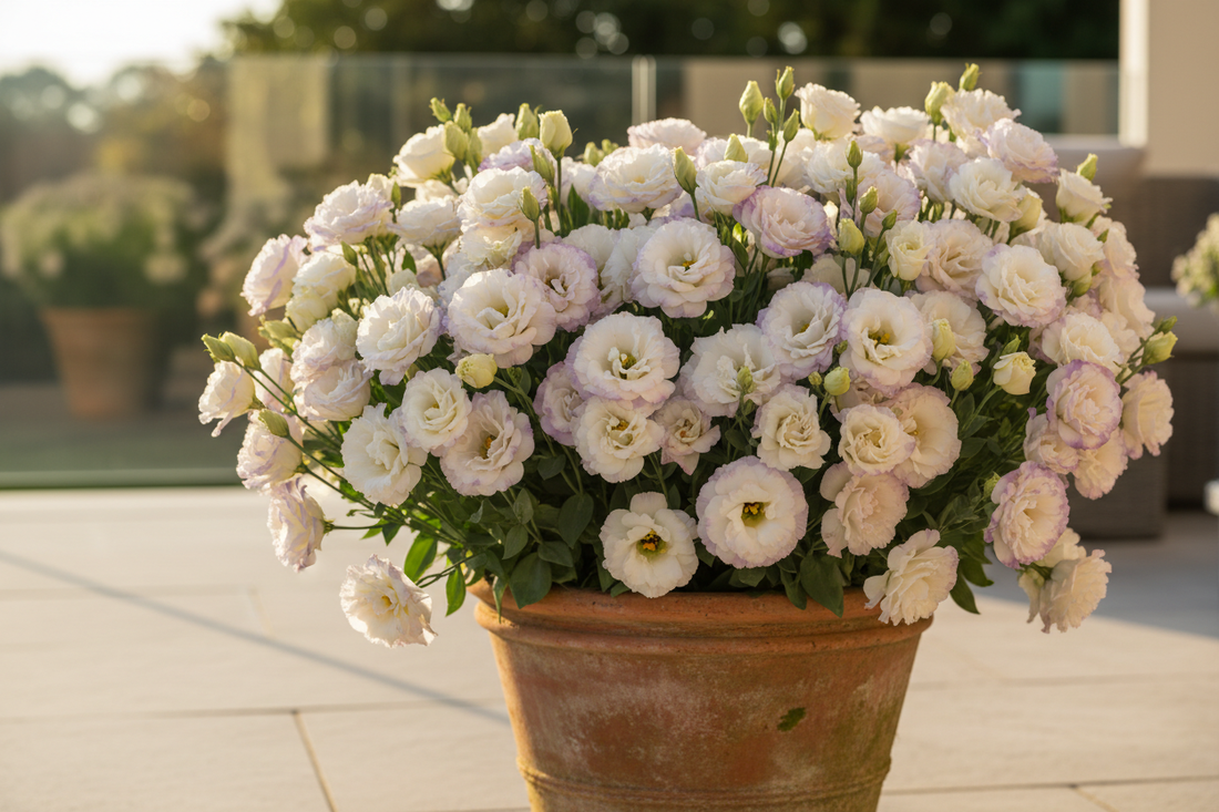 Lisianthus plant in full bloom in a terracotta pot on a sunny patio — complete container growing guide