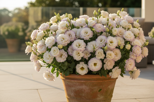 Lisianthus plant in full bloom in a terracotta pot on a sunny patio — complete container growing guide