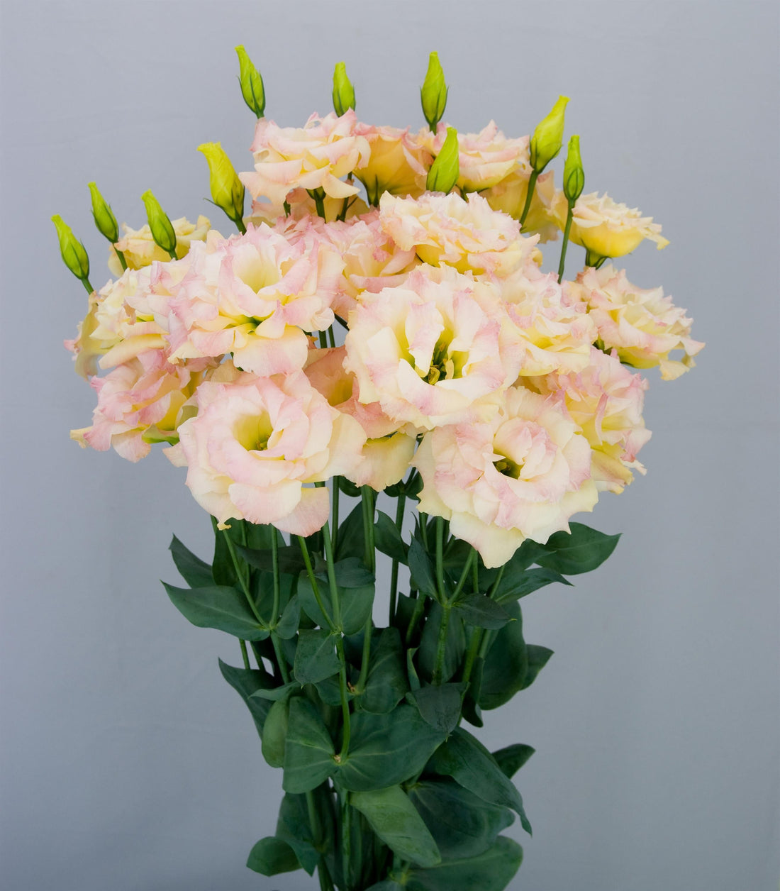 “Lisianthus Megalo Navel – Bright yellow blooms with strong stems, ideal for cut flower production”