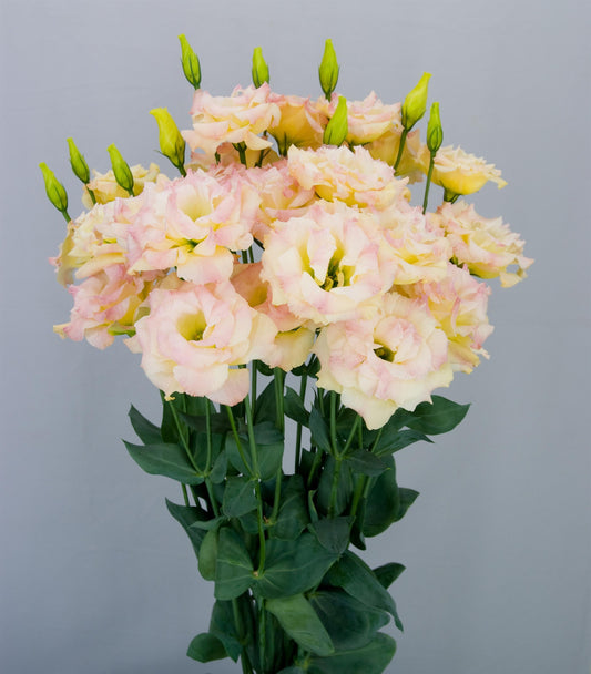“Lisianthus Megalo Navel – Bright yellow blooms with strong stems, ideal for cut flower production”