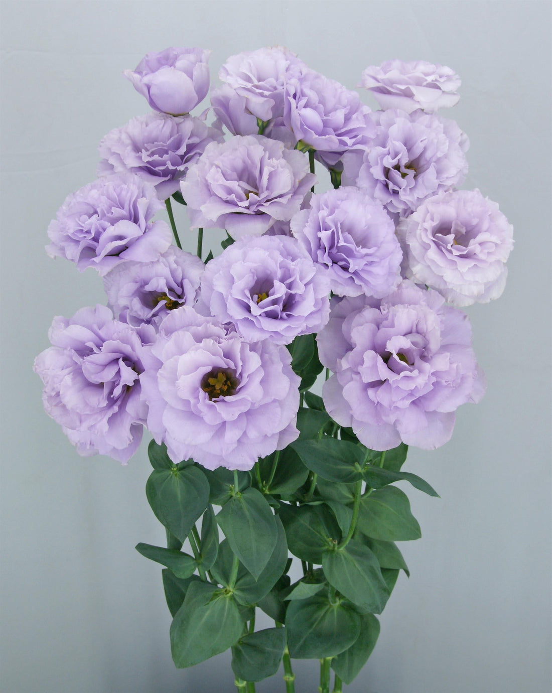 Lisianthus Megalo Wisteria flower with large lavender ruffled petals, ideal for cut flower gardens