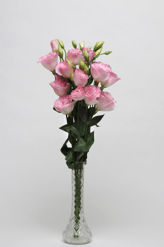 Lisianthus Mariachi Misty Pink – Delicate pink double blooms with rose-like petals on long, strong stems