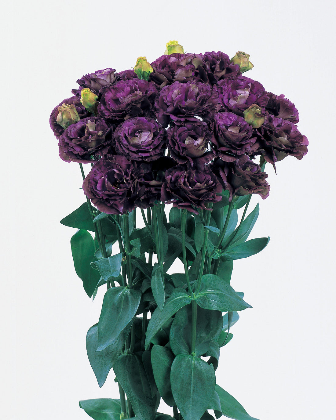 Lisianthus Rosanne Black Pearl with deep plum to black rose-like petals blooming on tall stems – perfect for bouquets, weddings, and dramatic floral arrangements