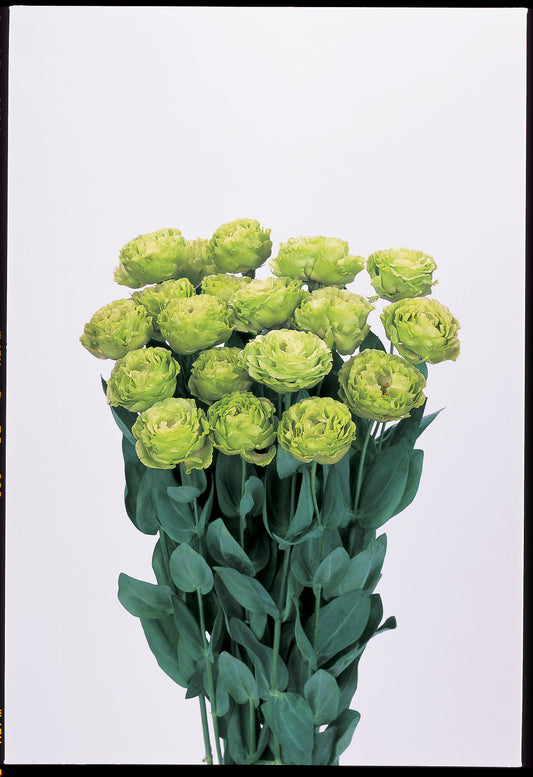 Lisianthus Rosanne Green with soft green rose-like petals blooming on upright stems – perfect for elegant floral arrangements and garden borders