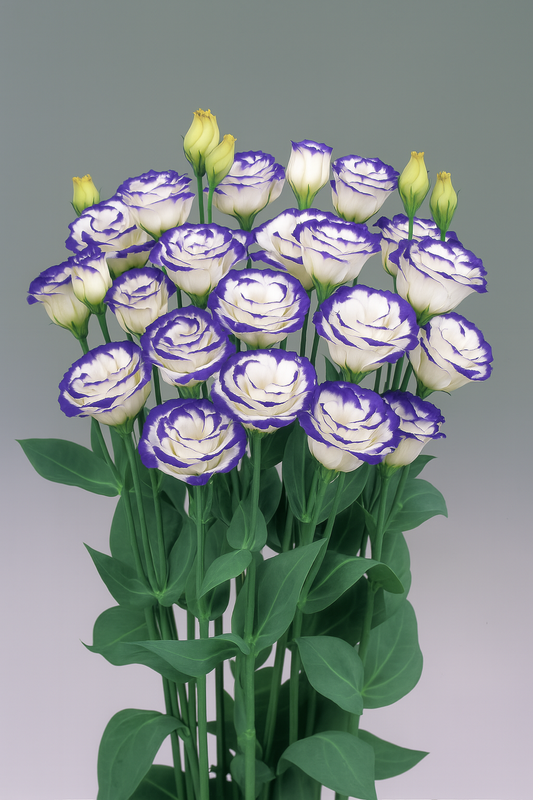 Lisianthus Rosita Blue Picotee flowers with white petals and purple-blue edges, blooming on tall stems for cut flower production.