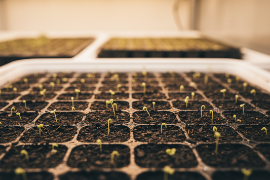 Lisianthus seedlings germinating in a professional seedling tray at optimal temperature of 75-80°F under grow lights