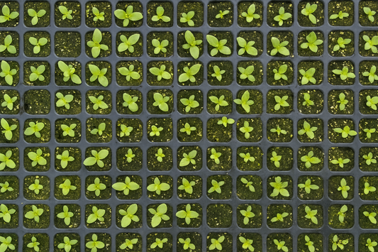 “Lisianthus seedlings sprouting in trays indoors – beginner seed starting guide.”