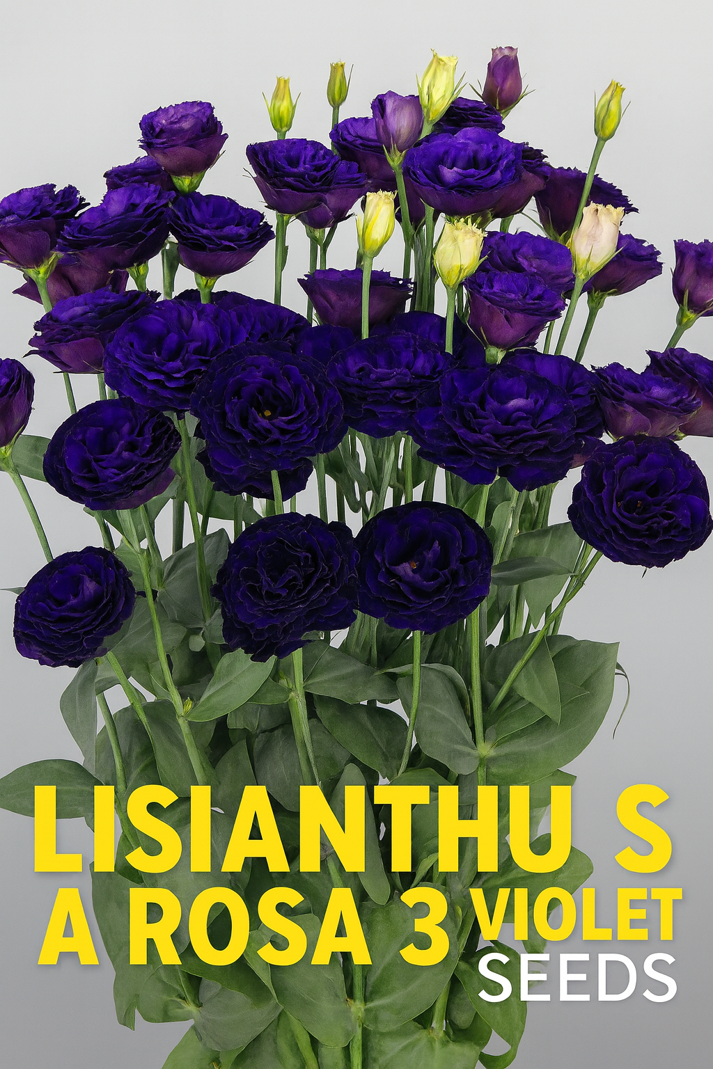 Lisianthus A Rosa 3 Violet flowers with deep purple blooms on tall green stems, grown from seed for premium late-season cut flower production
