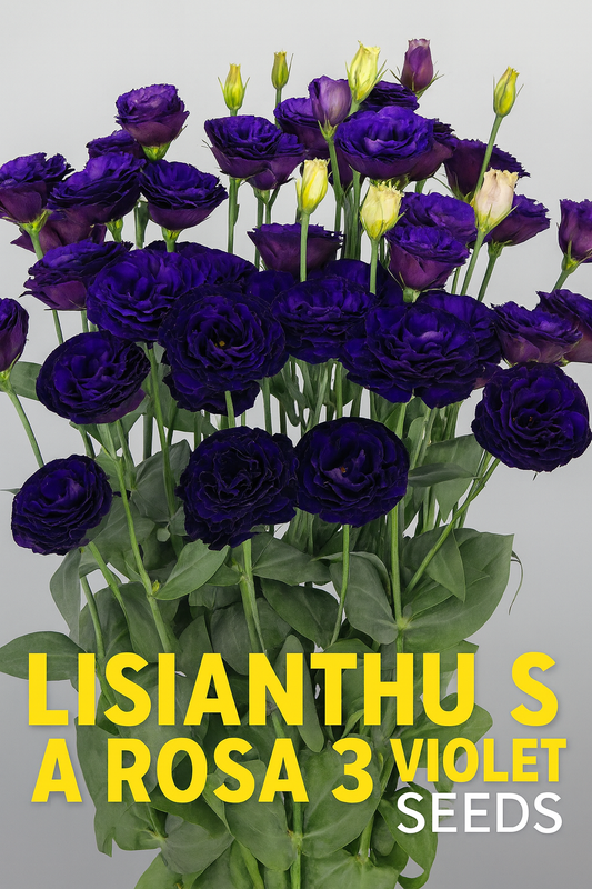 Lisianthus A Rosa 3 Violet flowers with deep purple blooms on tall green stems, grown from seed for premium late-season cut flower production