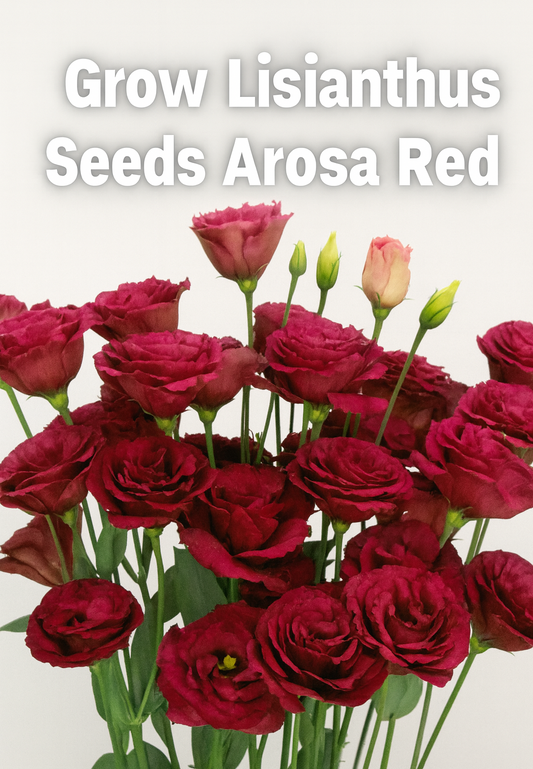 “Lisianthus Arosa Red flowers in bloom, grown from seed, with rose-like petals ideal for cut flower arrangements.”
