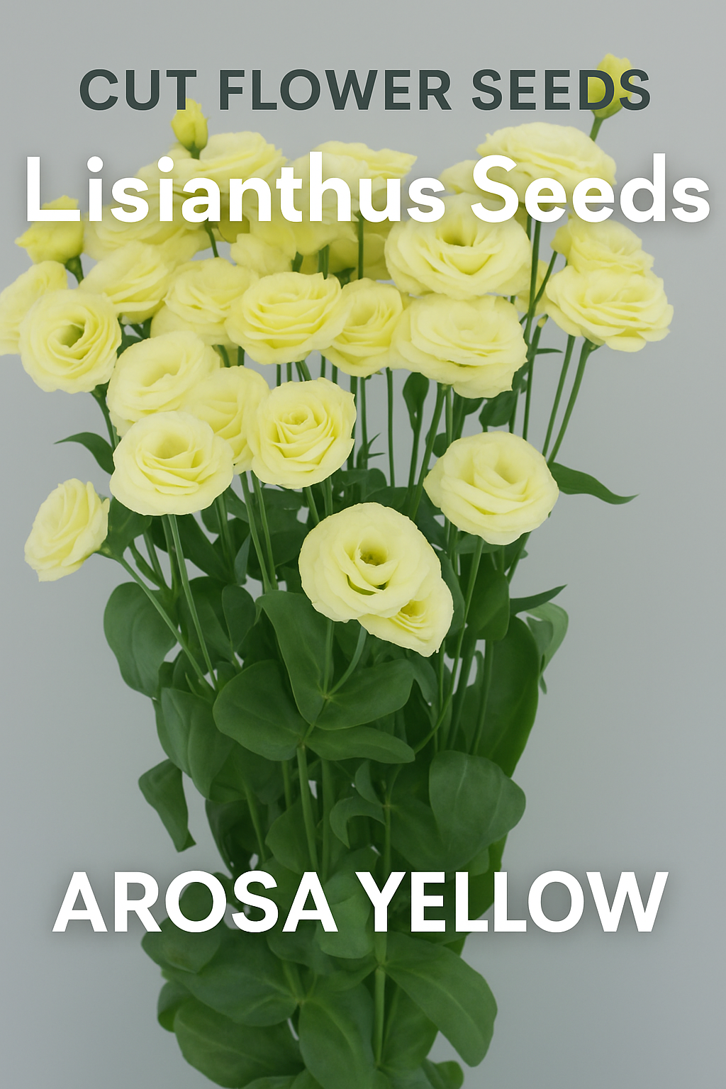“Lisianthus Arosa Yellow flowers blooming with bright golden petals, grown from pelleted seed, ideal for cut flower bouquets.”