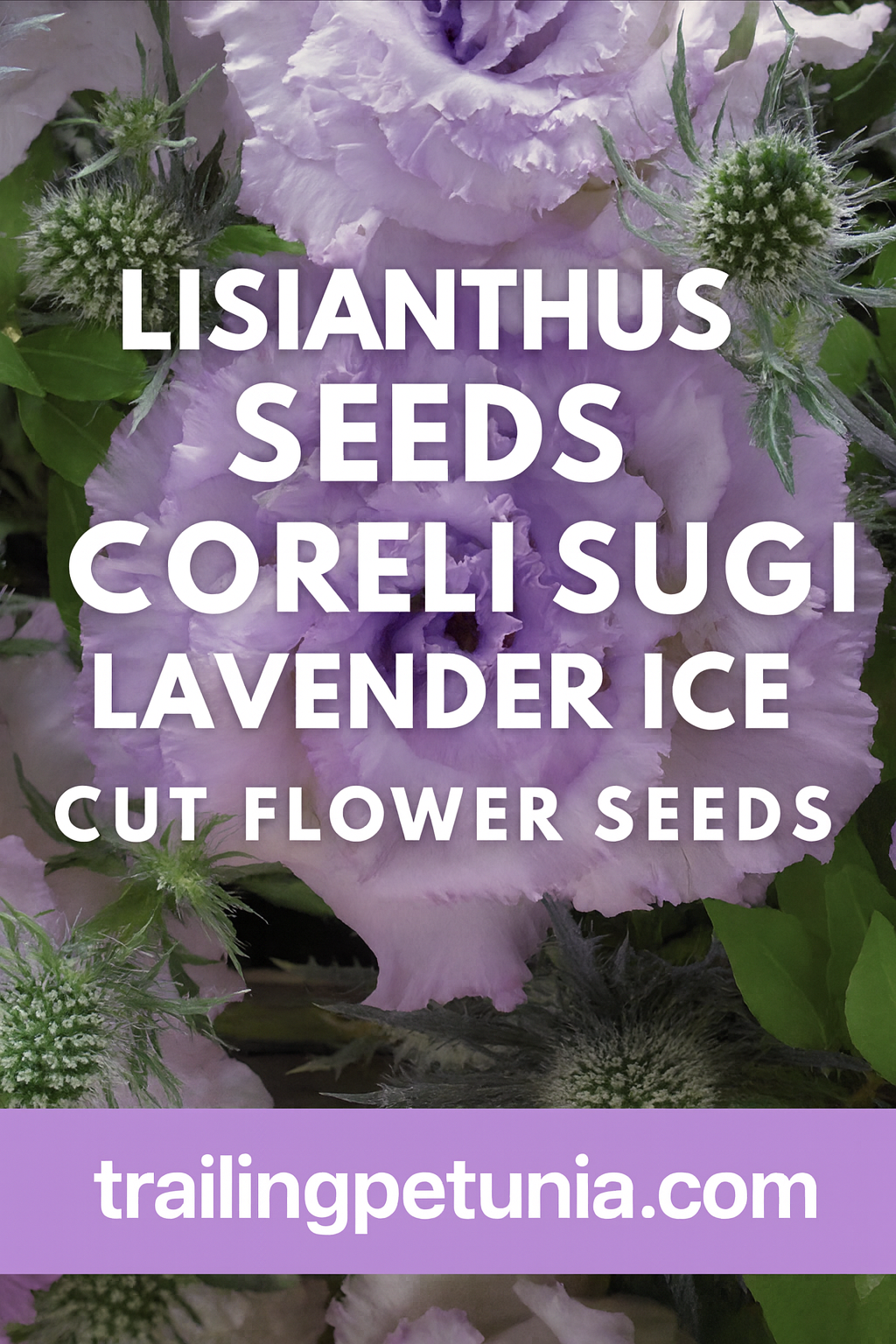Lisianthus Corelli Sugoi Lavender Ice cut flower seeds – lavender and white ruffled blooms
