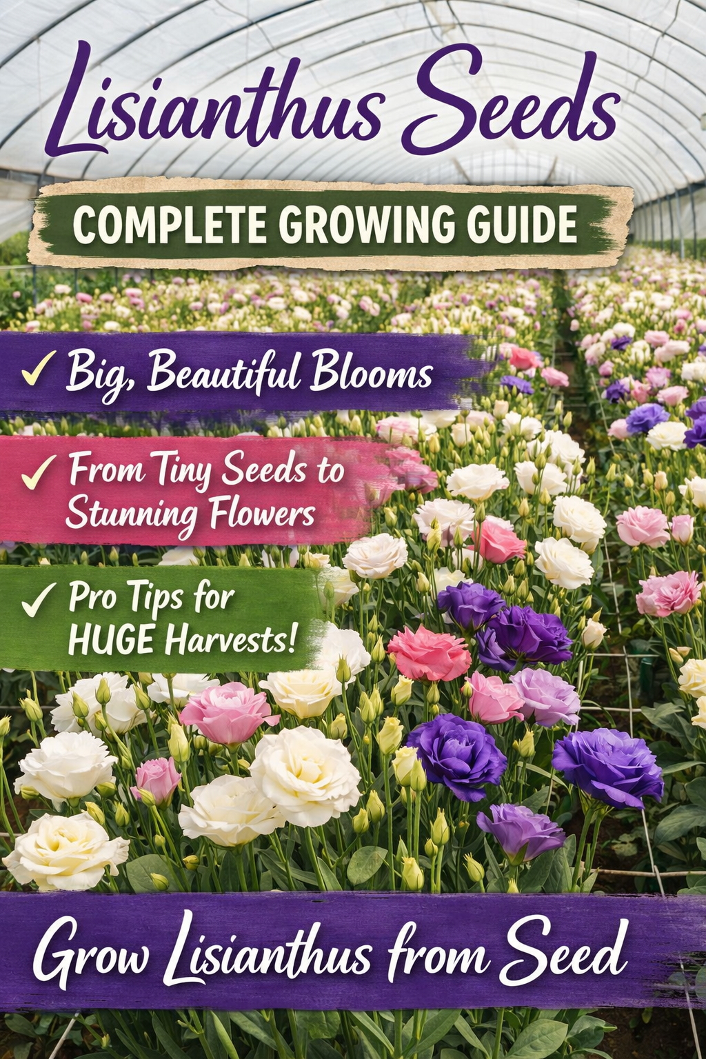 Lisianthus flowers growing in a greenhouse with large blooms in pink, purple, and white, showing how to grow lisianthus seeds for premium cut flowers from seed.