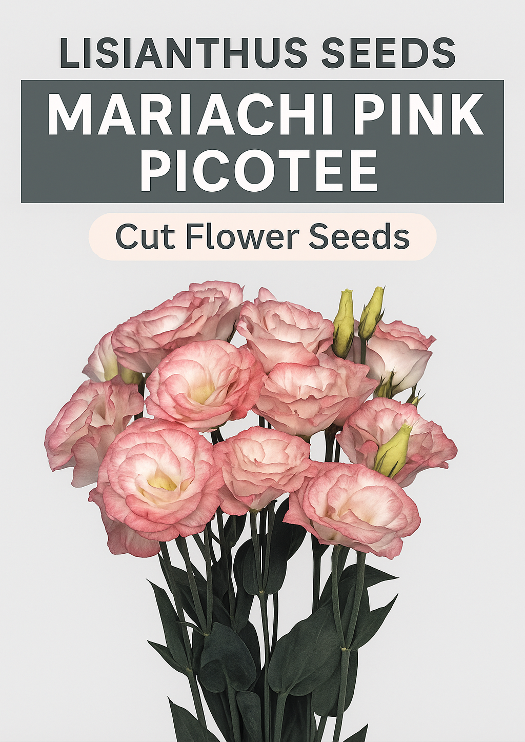 Lisianthus Mariachi Pink Picotee flowers in bloom with soft pink picotee edges, grown from premium lisianthus cut flower seeds
