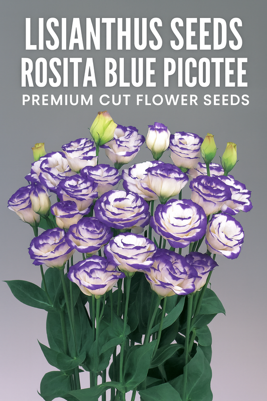 Lisianthus Rosita Blue Picotee in bloom with white petals edged in blue-violet, premium lisianthus seeds for cut flower growers and gardeners
