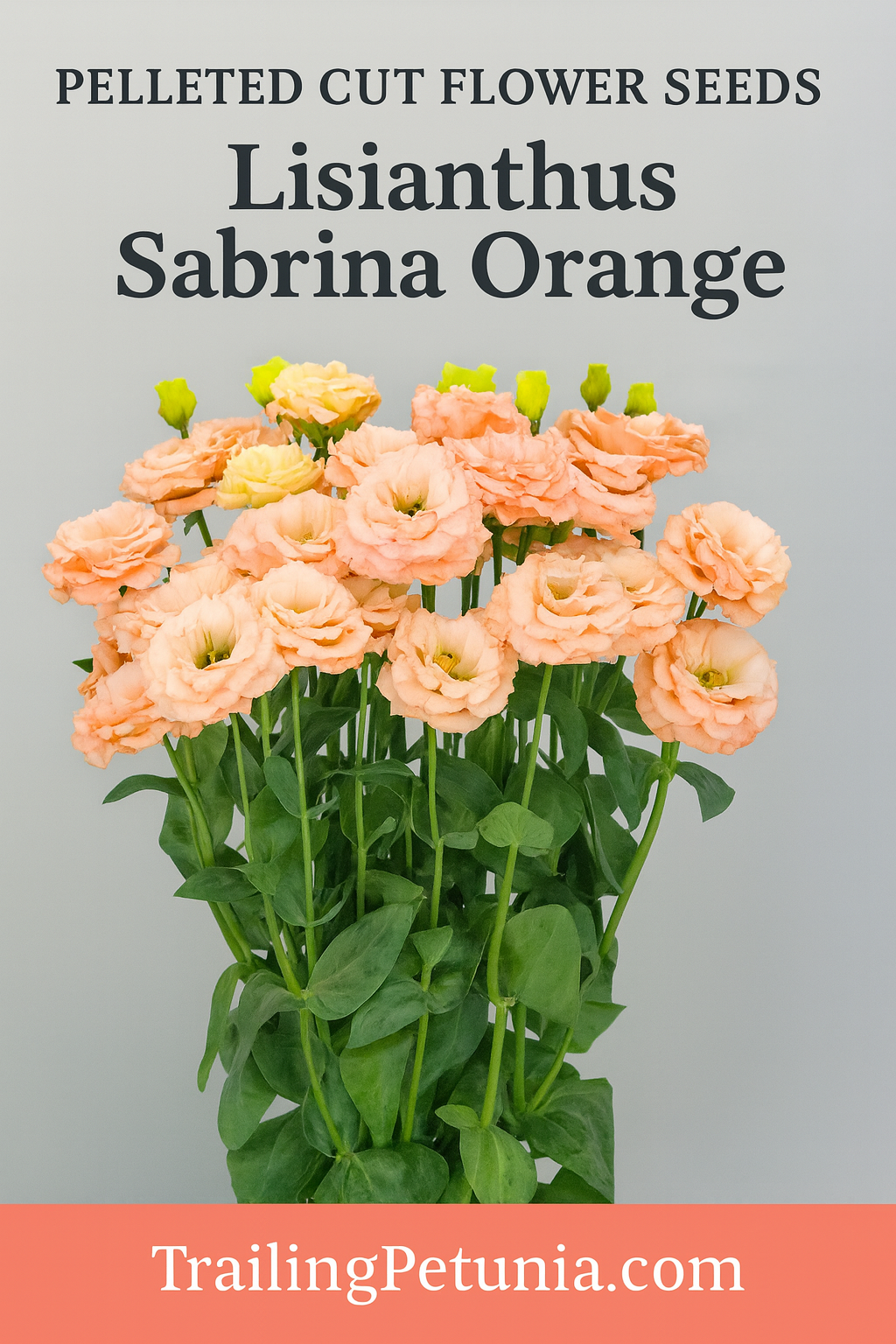 Lisianthus Sabrina Orange Seeds Vibrant Cut Flower Variety lisianthus-sabrina-orange-seeds-vibrant-cut-flower-variety