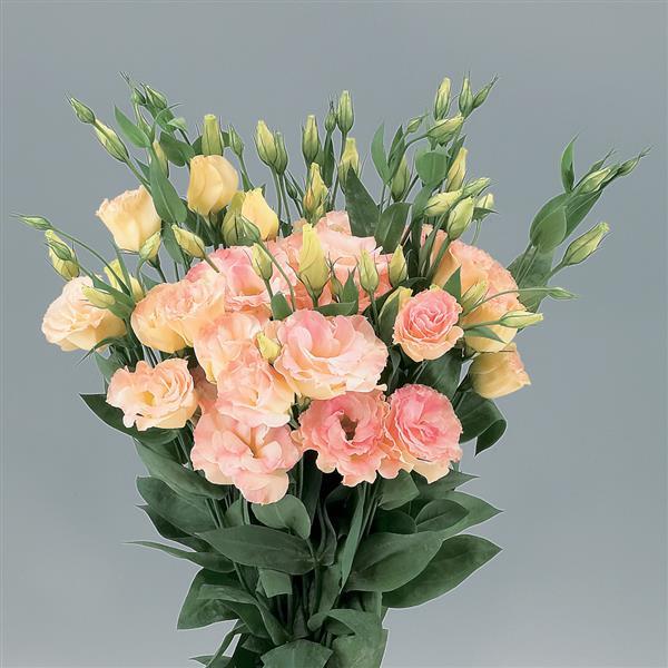 Lisianthus Super Magic Champagne blooming with large rose-like flowers in soft champagne and blush tones, perfect for cutting gardens and wedding displays.