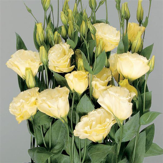 Lisianthus Super Magic Yellow flowers blooming in soft golden hues, with tall stems and rose-like petals, ideal for cutting gardens and floral arrangements.