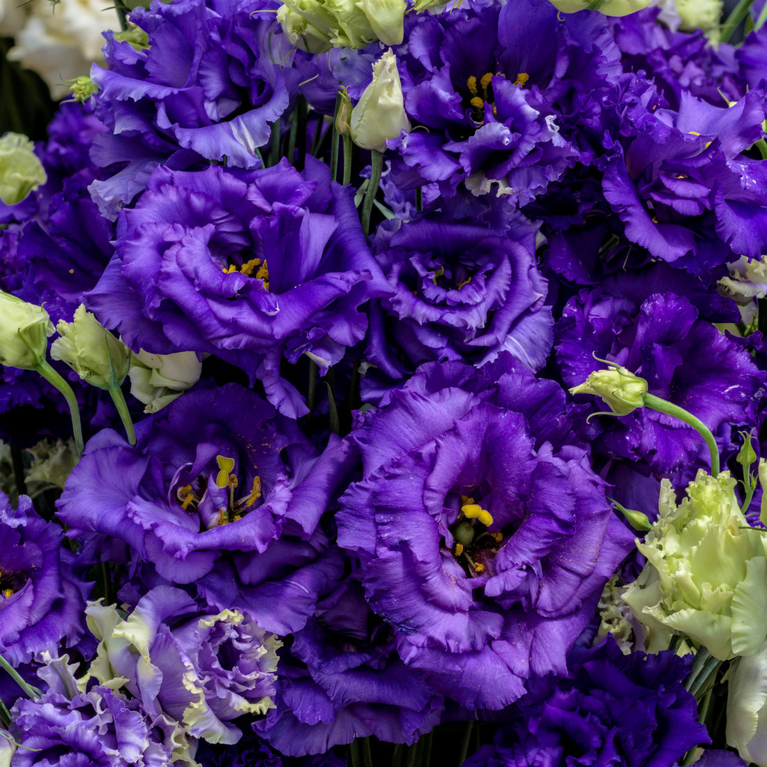 Lisianthus Voyage 2 Blue flowers in full bloom with rich violet-blue double petals and tall green stems, ideal for cut flower gardens and florist-quality arrangements.