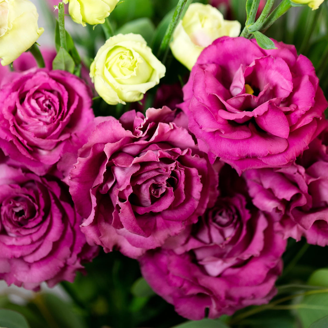 Lisianthus Voyage 2 Deep Rose in full bloom showing deep pink, double-layered petals on tall, sturdy green stems — ideal for cutting gardens and summer floral arrangements.