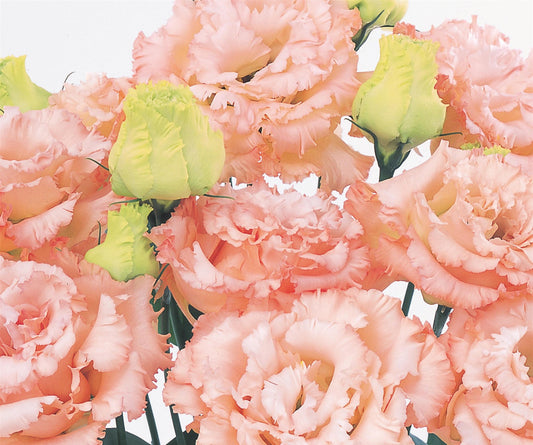 Lisianthus Voyage 2 Light Apricot in bloom with fully double, soft peach-apricot petals and tall green stems, perfect for summer cutting gardens and wedding arrangements.