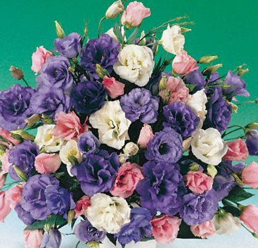 Grow Elegance from Seed: Why Lisianthus Echo Mix Belongs in Your Garden