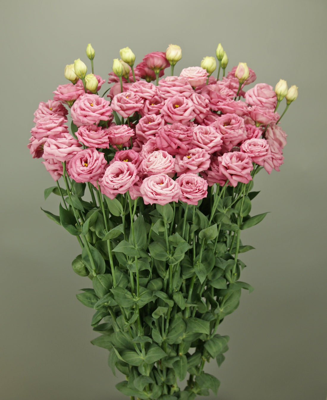 Lisianthus plant showing wilting stems — causes fixes and prevention guide for growers