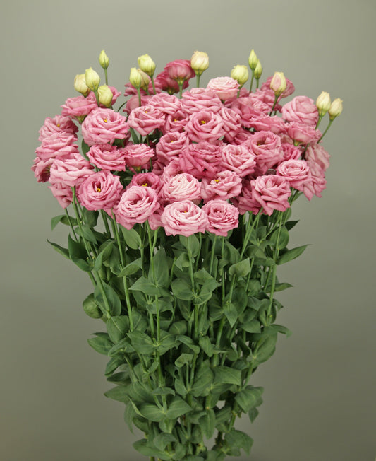 Lisianthus plant showing wilting stems — causes fixes and prevention guide for growers