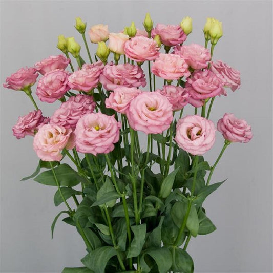 Celosia vs lisianthus cut flowers for the garden — which is right for you?
