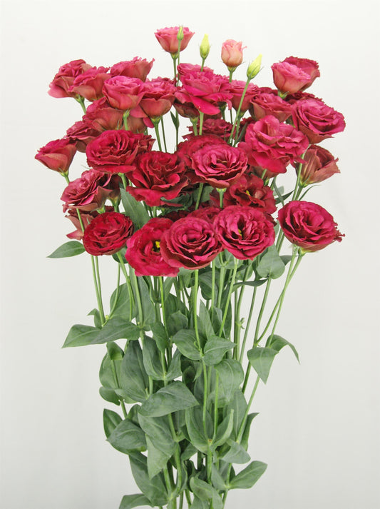 Red lisianthus seeds for bold, dramatic cut flower gardens