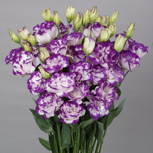 Blue picotee lisianthus seeds for stunning cut flower gardens