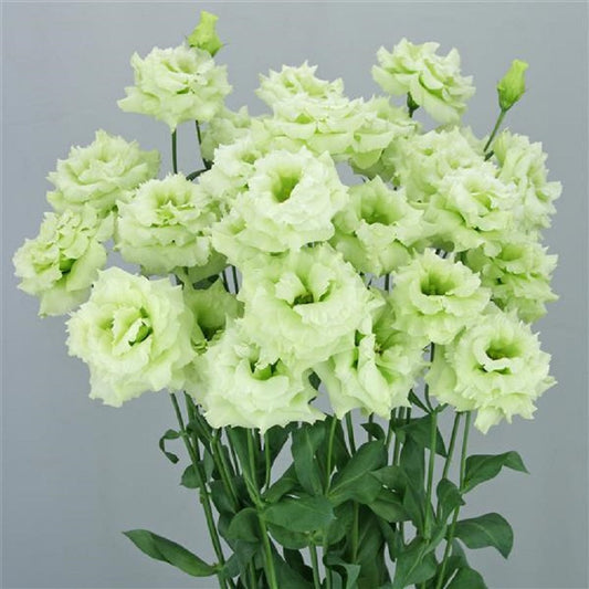 A Colorful Garden Guide: Elegant Flowers That Add Character to Any Space