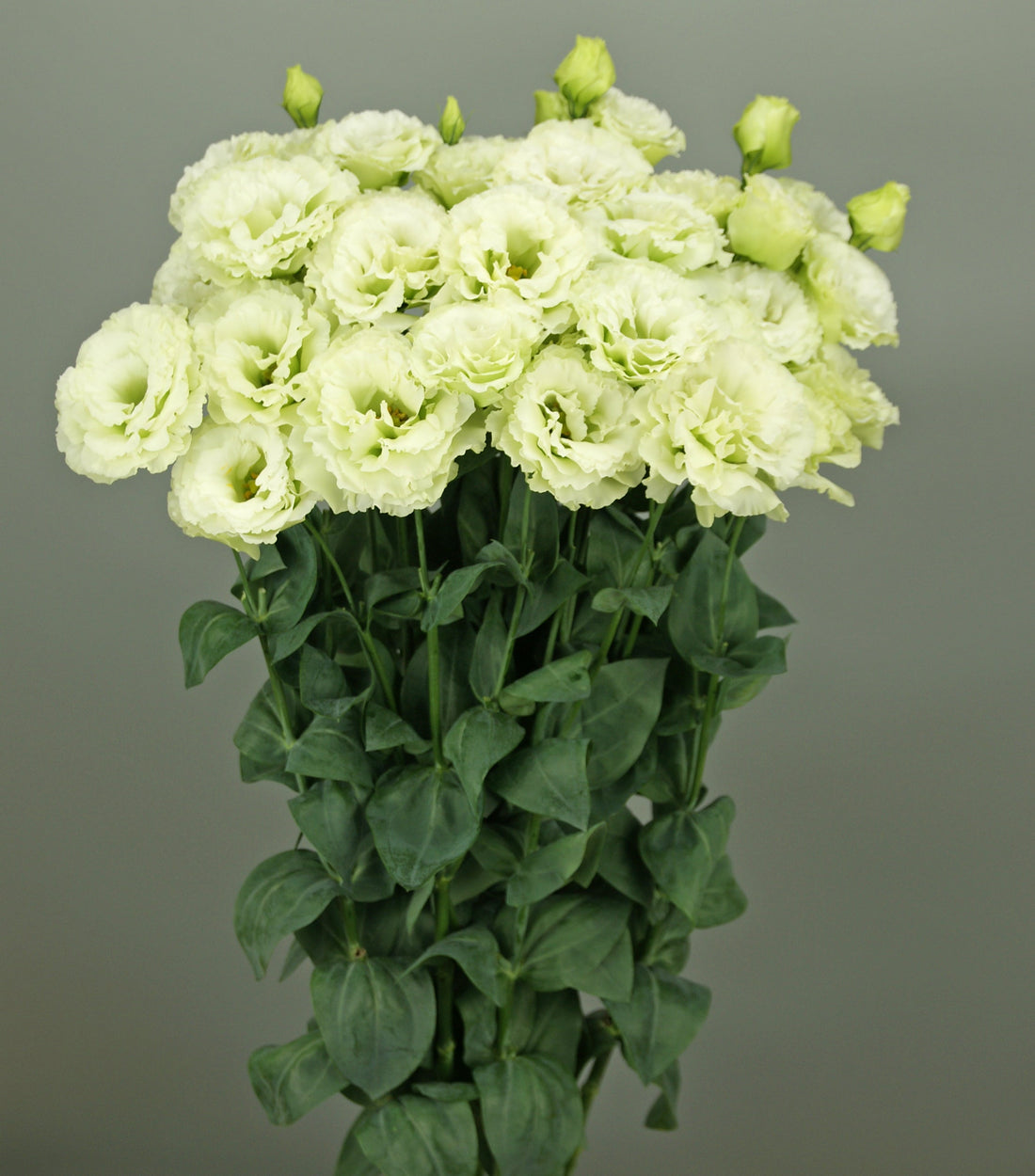 Best green lisianthus varieties to grow from seeds — premium cut flower seeds in mint green, lime green, and sage green tones