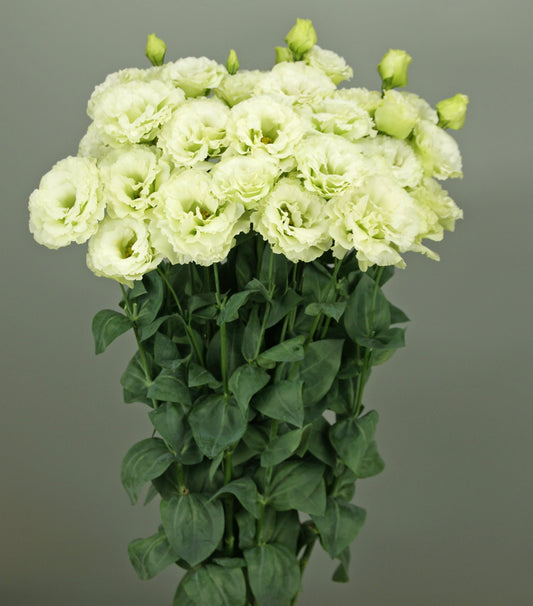 Best green lisianthus varieties to grow from seeds — premium cut flower seeds in mint green, lime green, and sage green tones