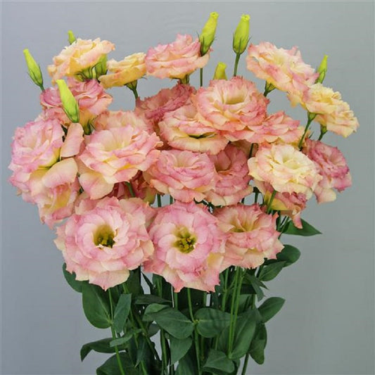 Orange and apricot lisianthus seeds for cut flower gardens