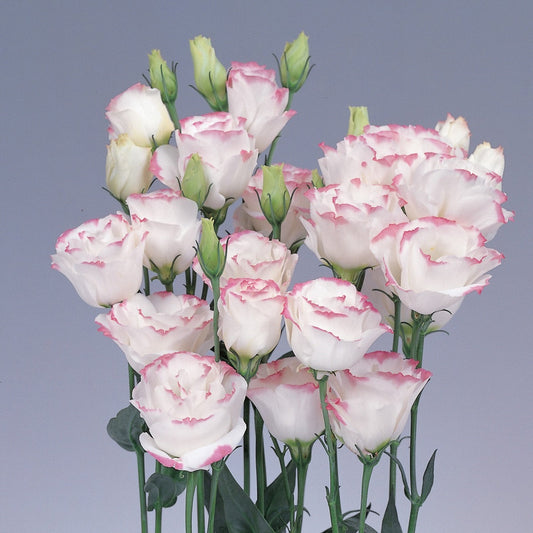 Best pink lisianthus varieties to grow from seeds — premium cut flower seeds in blush pink, deep rose, and pink picotee tones